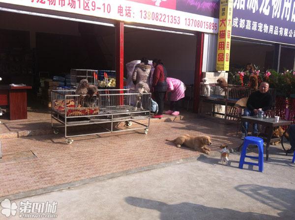 徐州宠物市场最新地址，繁荣宠物交易天地