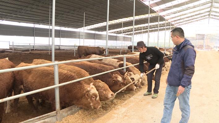 最新肉牛市场行情概览