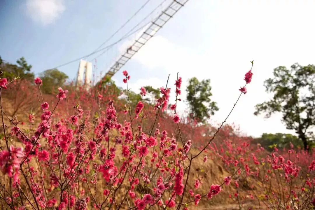 桃影社区最新地址，一场探索与发现的精彩旅程